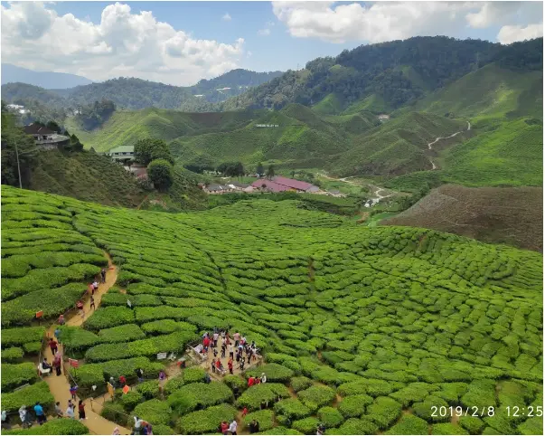 Cameron Highlands