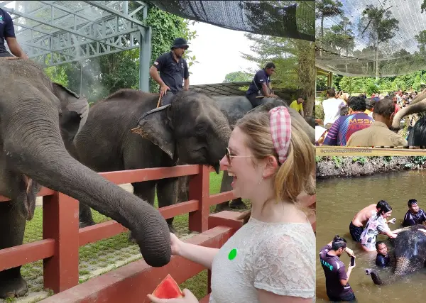 Elephant Sanctuary